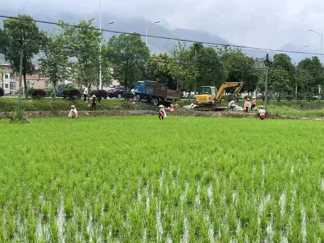 太空稻也来落户了！韶关将打造”物联网＋元宇宙“农业示范基地