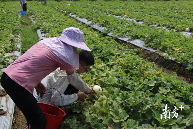 乳桂现代农业示范园试种香瓜喜获丰收