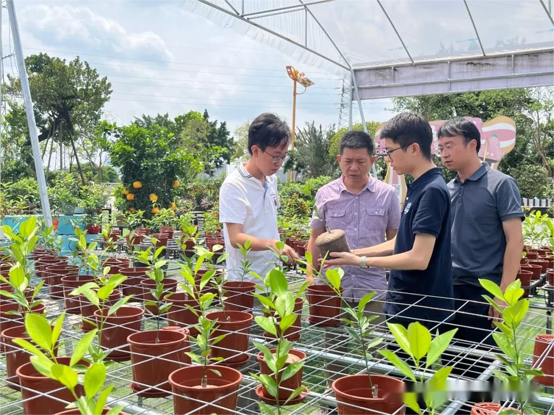 “顺德陈村年桔工厂化栽培试验”项目